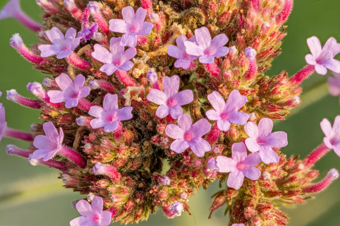 Argentinisches Eisenkraut (Verbena bonariensis) [2]